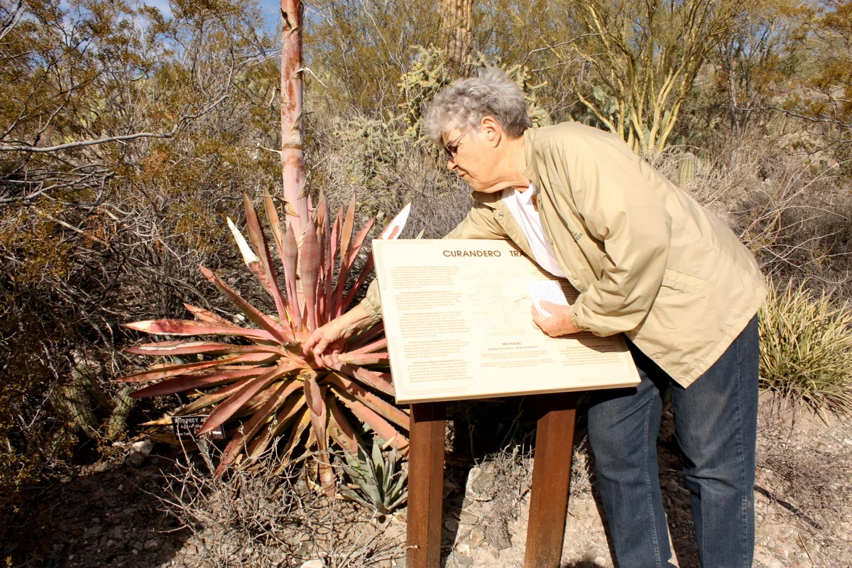  Here Jean describes some parts of the agave. I'd also been reading about it in Gathering the Desert, and how mescal is made from the roasted hearts of agave. Agaves are harvested for teetotaling purposes, too, making food from the hearts and flower 