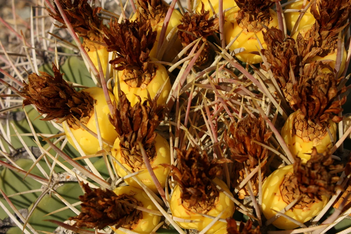  Jean said to determine the ripeness of the barrel cactus fruit, hold the fruit by the head and shake slightly. It's ripe enough when you can wiggle it like a loose tooth. The fruit "can be picked and eaten raw right off the plant; both the flesh and