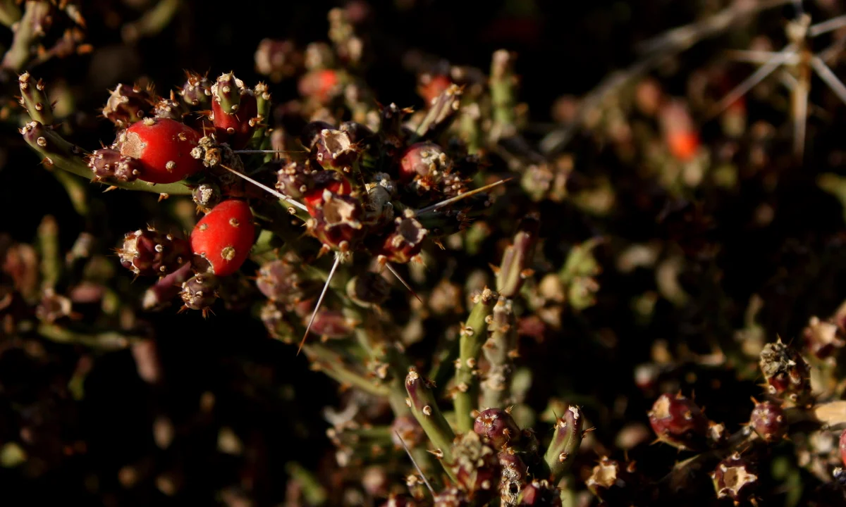  Christmas cholla (Cylindropuntia leptocaulis). Jean collects the fruits to make a jelly. 