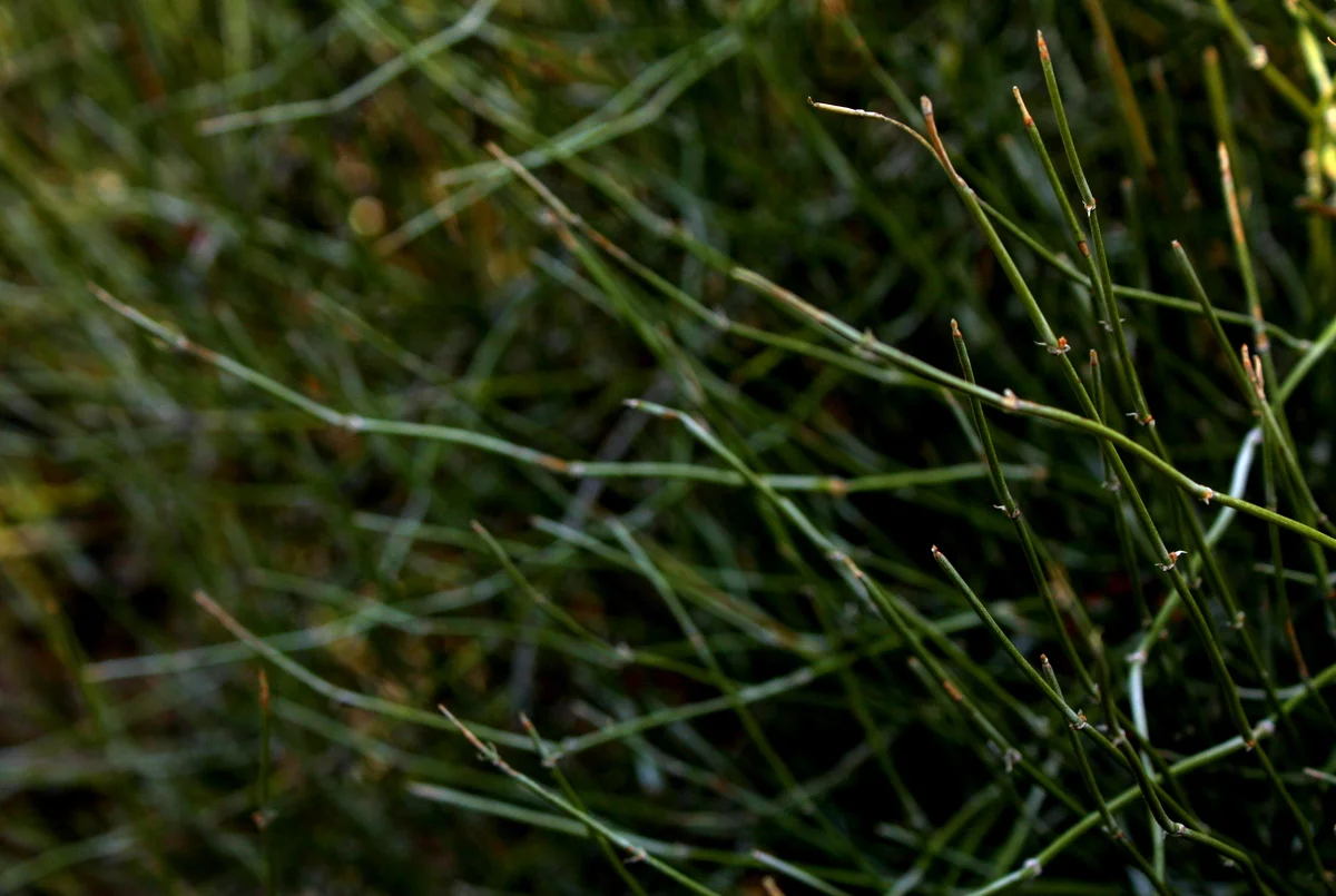  Mormon tea (Ephedra viridis). "The Indians prepared Ephedra as a tea for stomach and bowel disorders, for colds, fever, and headache. The dried and powdered twigs were used in poultices for burns and ointments for sores. One tribe made a decoction o