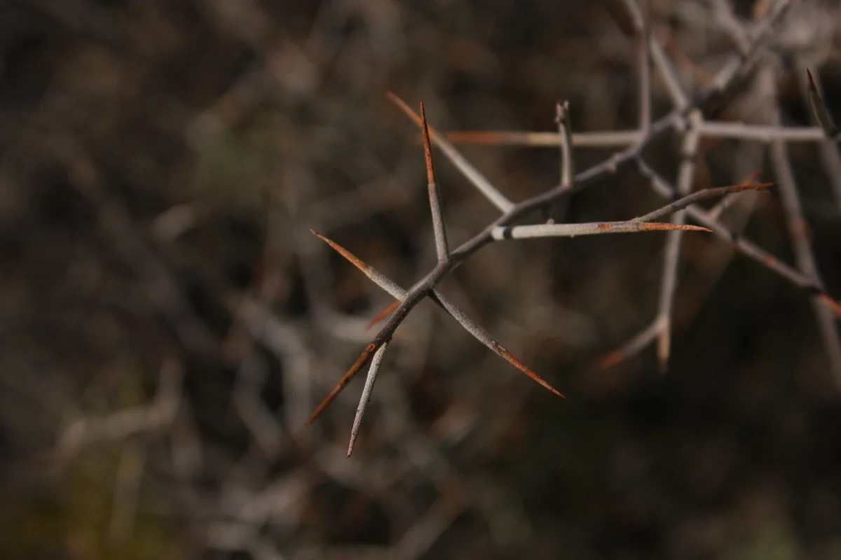  White ratany. "Native Americans consider white ratany to be an important medicinal plant. An infusion of the roots was used to treat skin irritations, diabetes, hepatitis, upset stomach, and diarrhea. Modern pharmacologists confirm that white ratany
