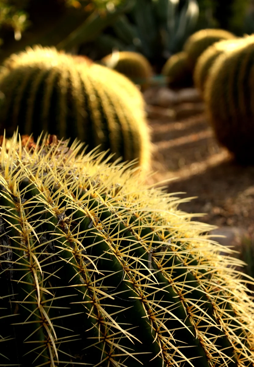  Golden barrel cactus (Echinocactus grusonii). Jean noted this plant was the "George Foreman grill" of native folks. They would cut off the top, scoop out the insides and use hot stones to cook food. 