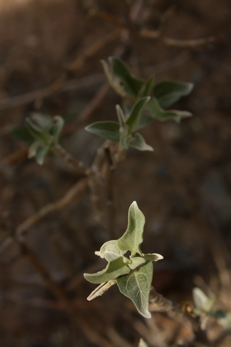  Triangle-leaf bursage (Ambrosia deltoidea). This is used as a gargle for sore throats. It's also a digestive stimulant. 