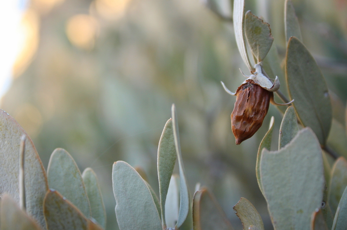  Jojoba (Simmondsia chinensis). It's known for its use in toiletries. The O'odham people made an antioxidant salve from the nut. Jean said it also makes a decent coffee substitute. 