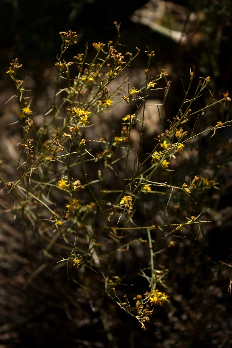  Snakeweed (Gutierrezia sarothrae).  Helps with diarrhea and gout. 