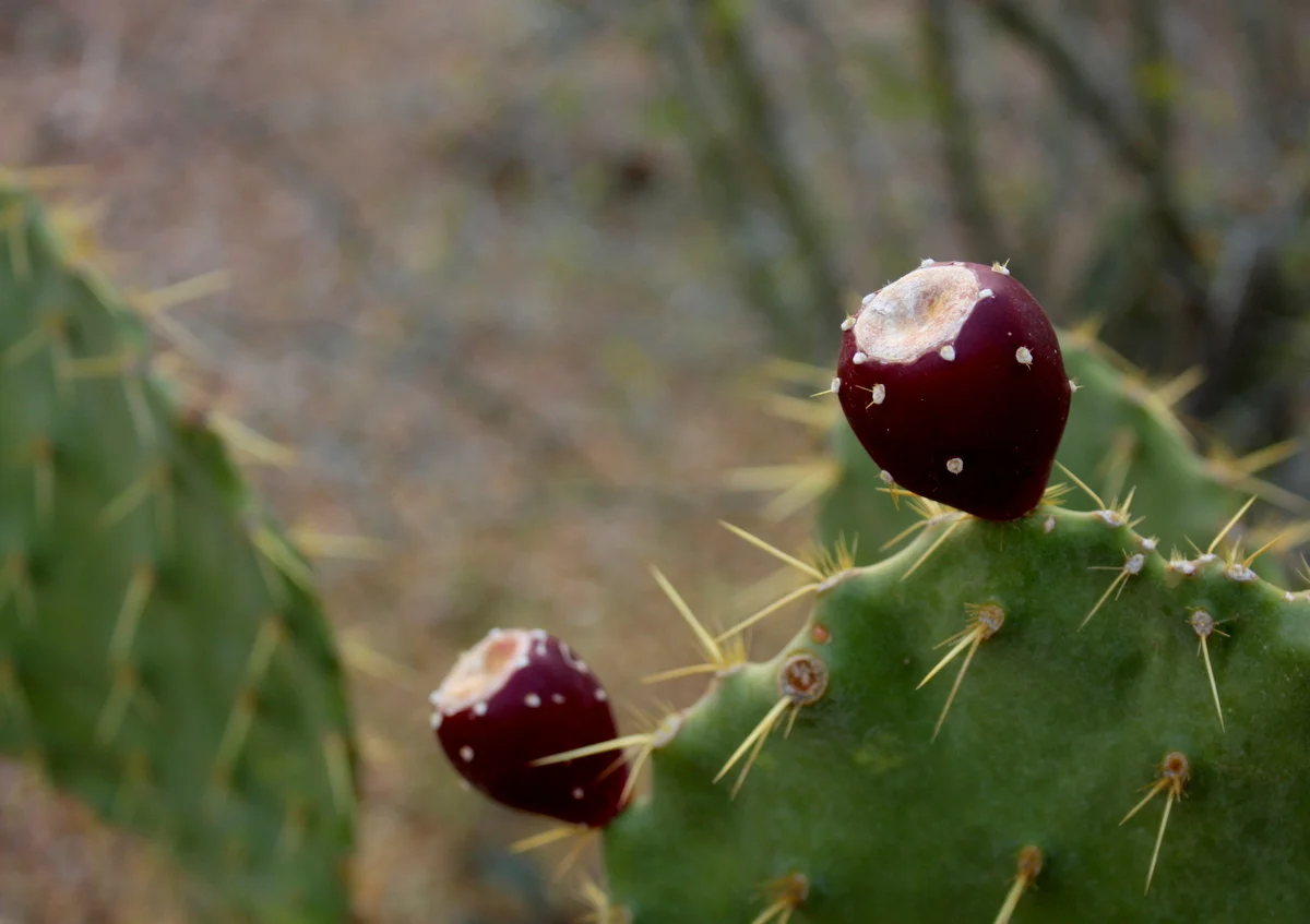  Prickly pear (Opuntia engelmannii) with its fruit aka "tuna." The fruits are eaten and made into various forms of preserves. The paddles of the cactus (nopal) are edible and used in Mexican cooking especially. It's also used to fight adult-onset dia