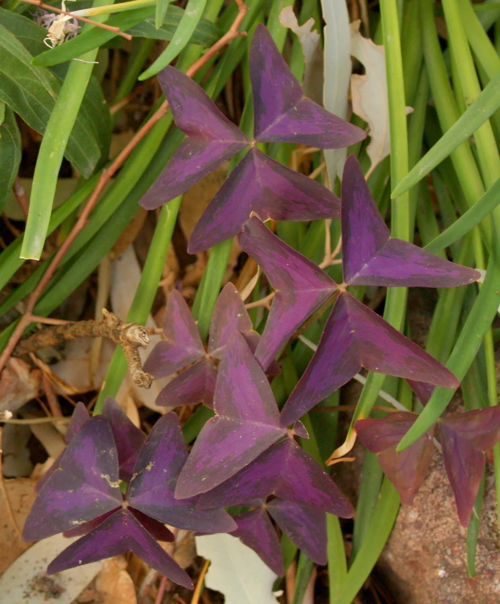  It wasn't part of the walk, but I ran into some wood sorrel in the demo garden. I saw the green, shamrock-looking one I'm familiar with from the Pac NW, but next to it was this purple, triangle-shaped one that I'd never seen before. It, like the gre