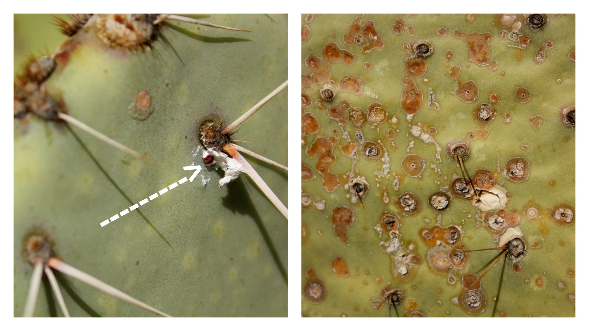  A small scale insect - cochineal - often is found on the pads of the prickly pear. You can see the small red spot in the middle of the white fluff on the left-hand side of the picture. It is used to make the red dye carmine. From Wikipedia: "Today, 