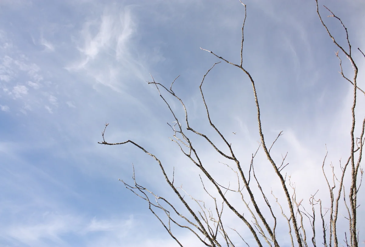 Boyce Thompson Arboretum Ethnobotany Walk