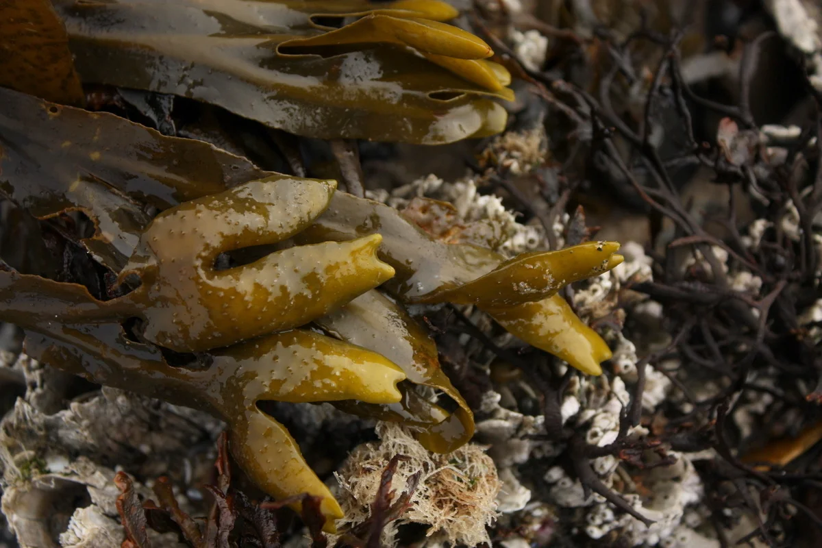  This is fucus seaweed, aka bladderwrack, referring to those puffed floats or bladders at the tips. This is the seaweed I'd learned about from Jennifer Hahn at her "Pacific Feast" lecture. The floats can be filled with a mucilaginous substance. Hahn 