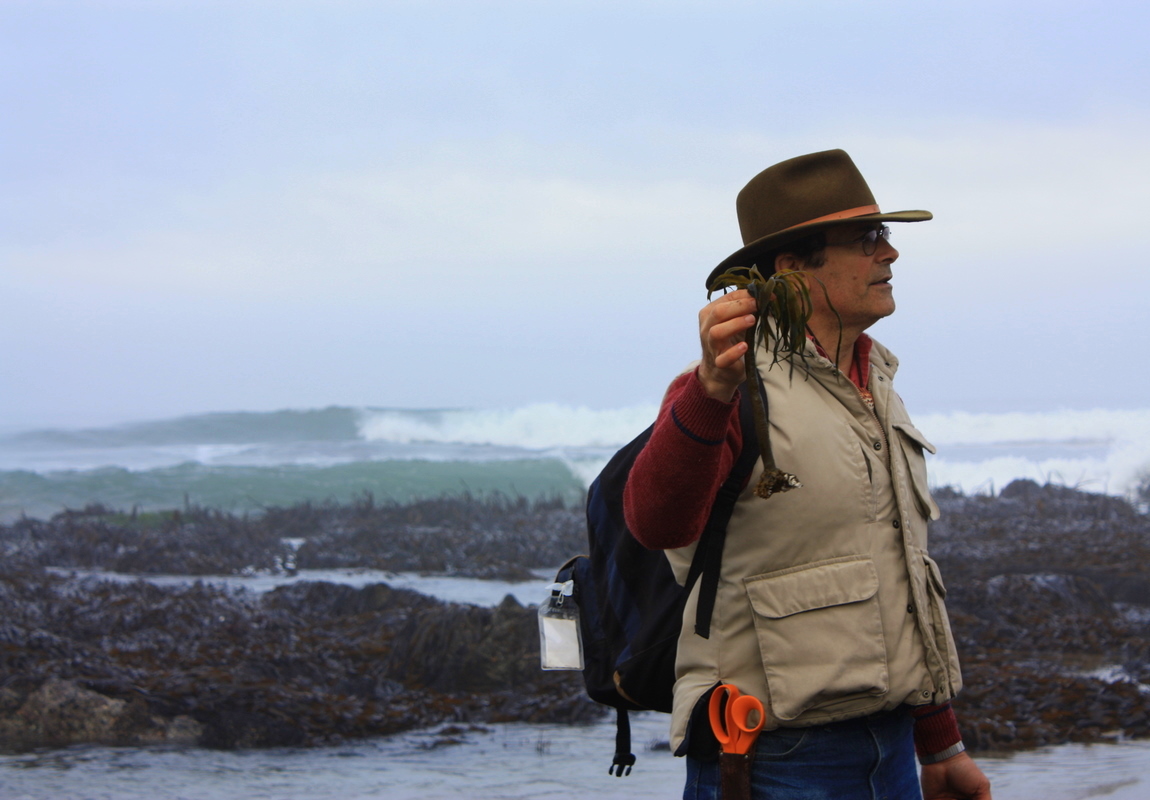  Our class headed right out to the shoreline to get started with identifying and harvesting seaweed. (This one is sea palm, named, obvs, for its shape.) Kallas walked us through sustainable and responsible harvesting, including leaving the holdfasts,