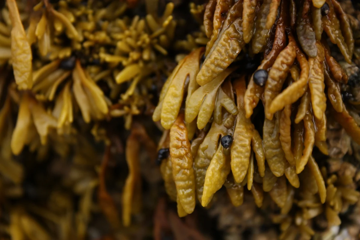  There is also a smaller form of this fucus. As you can see, snails like it too. 
