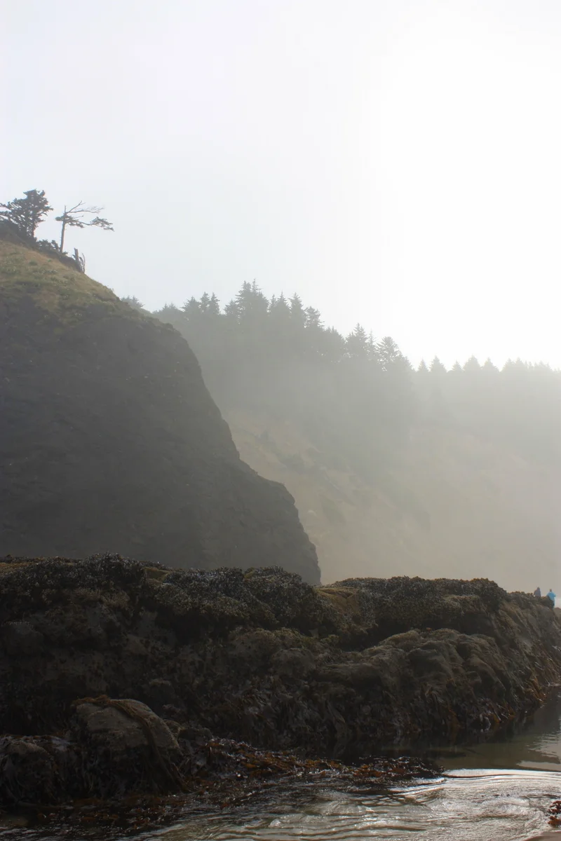  It was an excellent time of day to be on the beach, a prototypically beautiful and misty Oregon Coast morning. 