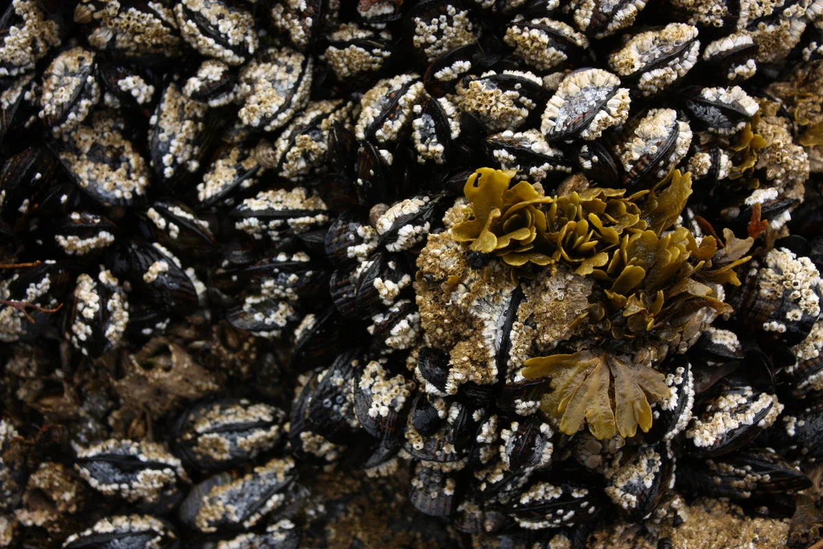  The class was also an opportunity to collect mussels and barnacles, and Kallas walked everyone through the harvesting process and regulations to follow. I, however, didn't participate in that part; since I was going to be driving back to Seattle tha
