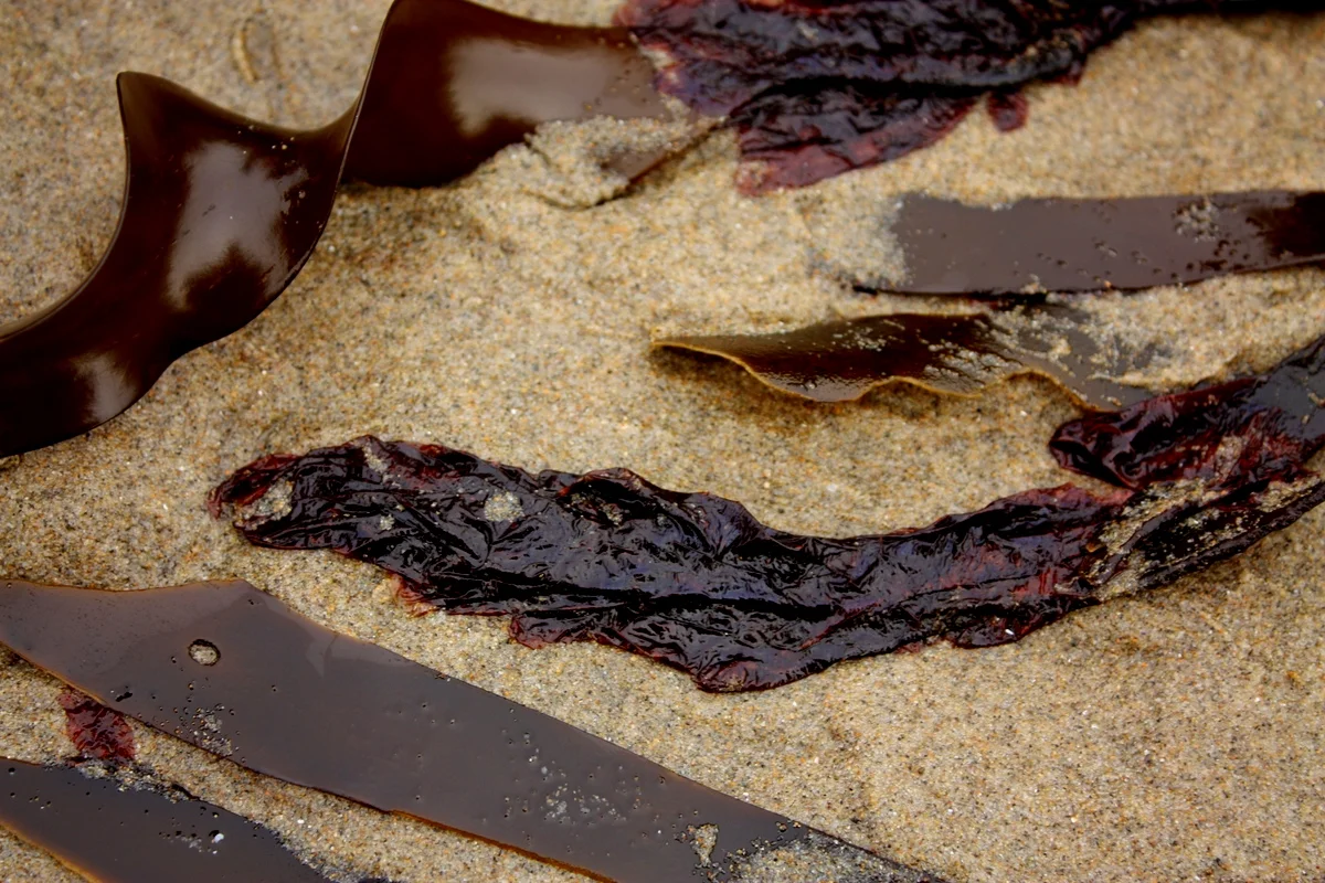  Although the ruffley bits in the center and top might look like aging or otherwise degraded versions of the shiny smooth kombu, this is actually delicious nori coating the kombu. So harvesting these is a twofer. 