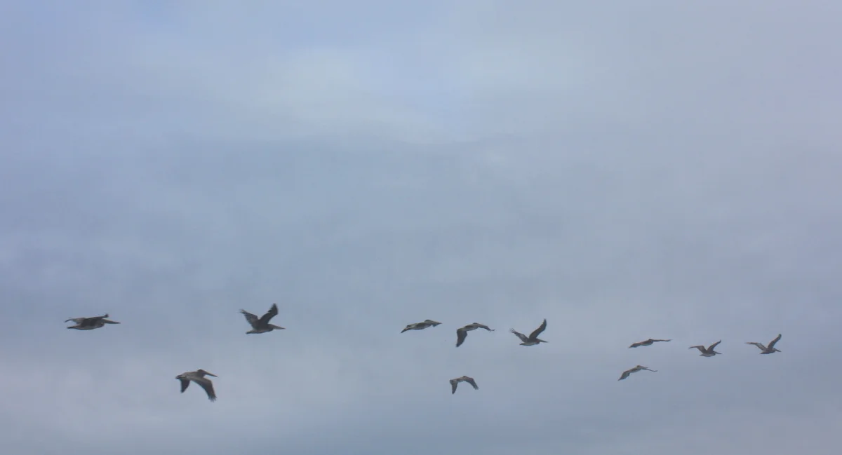  A group of pelicans kept our class company. I originally thought the only collective name for pelicans was "pod' which I didn't think captured this bird's sort of...prehistoric oddball appearance and dramatic group flying maneuvers, but a friend let