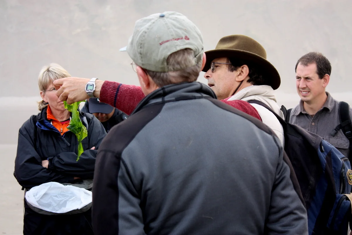  Kallas shows us sea lettuce. In addition to the identification and harvesting, he also guided us through tasting and evaluating our reactions to the different seaweeds. We all took small bites and called out our opinions on taste and texture. He not
