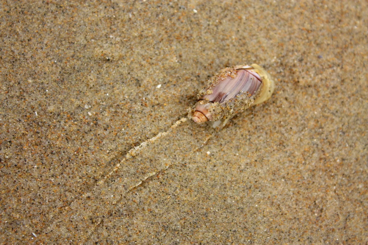  Instead, I checked out some other sea critters. I watched a sea snail move surprisingly quickly across the sand. Sea snails are edible and licenses are not required in WA or OR (although daily limits still exist). However, based on the current listi