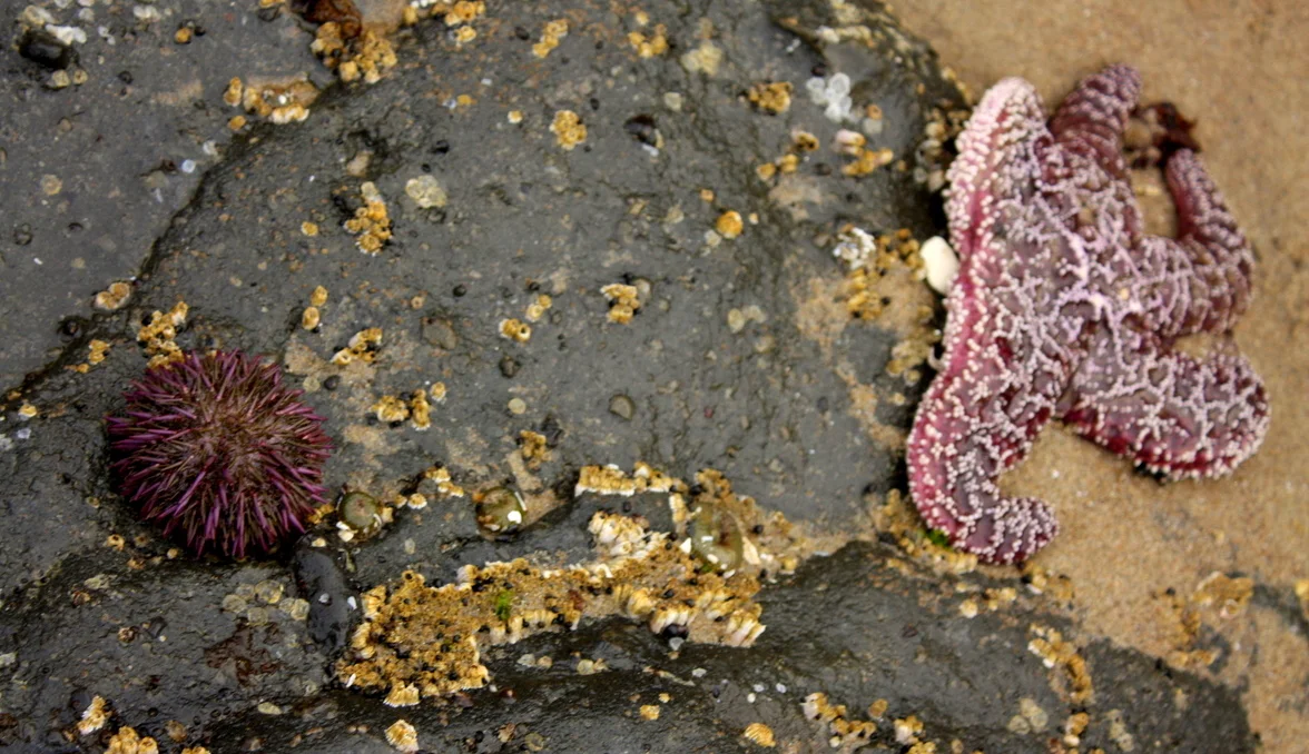  We saw one lone sea urchin. I missed this conversation, but believe that that there has been a dearth of sea urchins recently in the area. We did see plenty of sea stars (that fellow to the right), so they seem to be doing okay. 