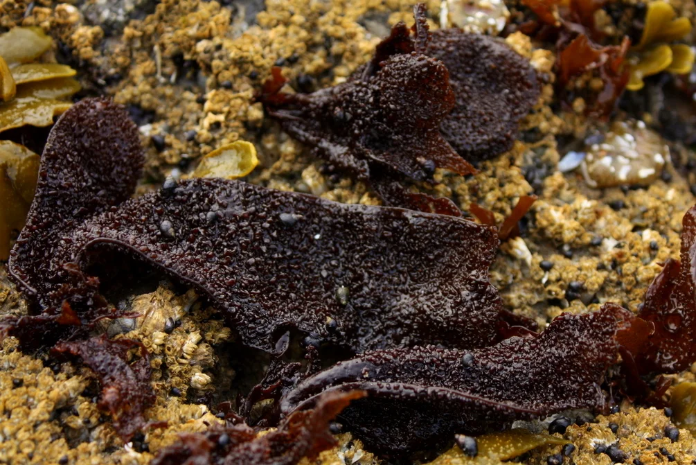 Turkish towel seaweed. As you probably know, many commercial products use seaweed-based ingredients as a thickener. Kallas noted that using seaweeds in soups and stews can help make them have a richer, thicker mouthfeel. And they can be used in swee