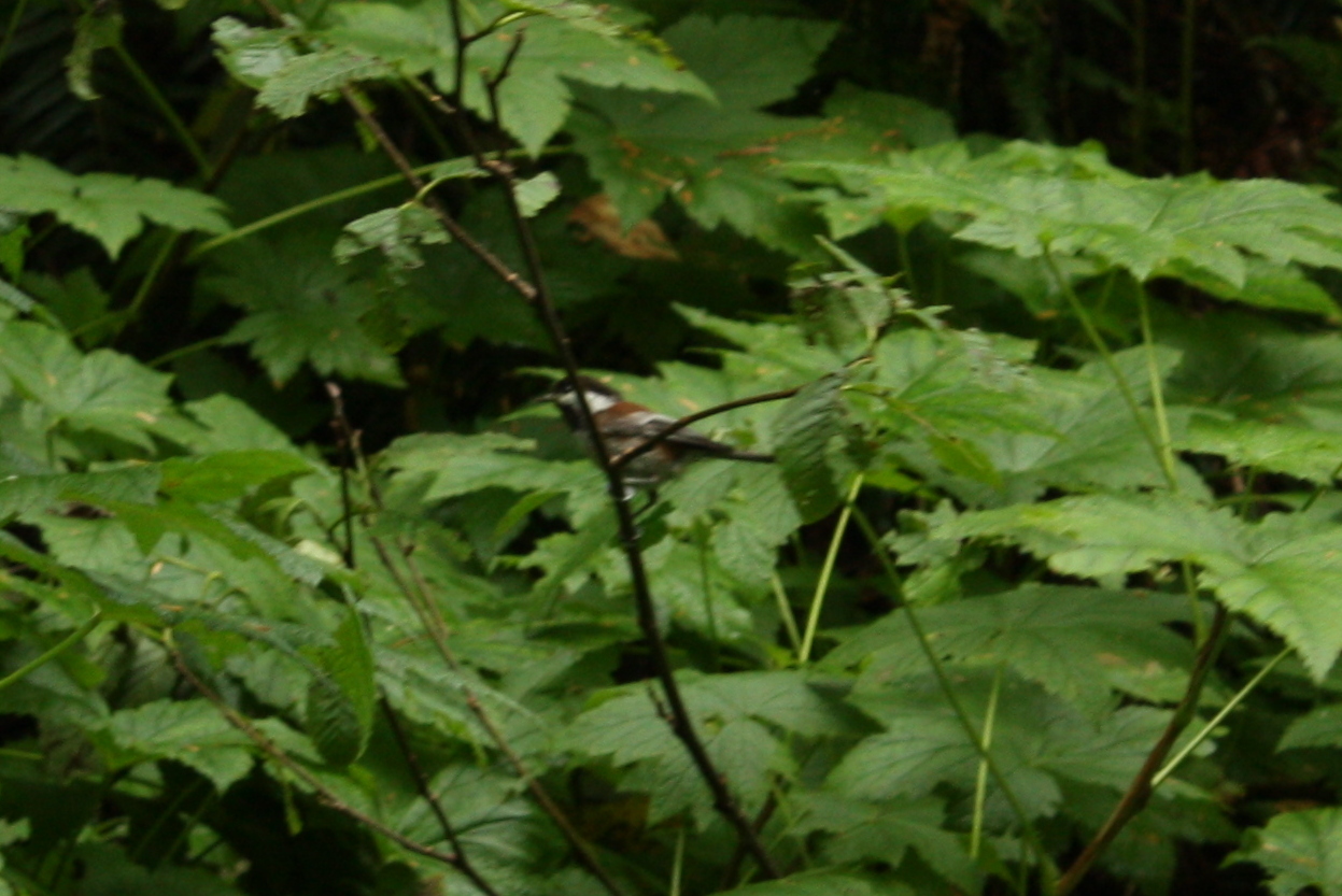  Blurry chestnut-backed chickadee (Poecile rufescens) 
