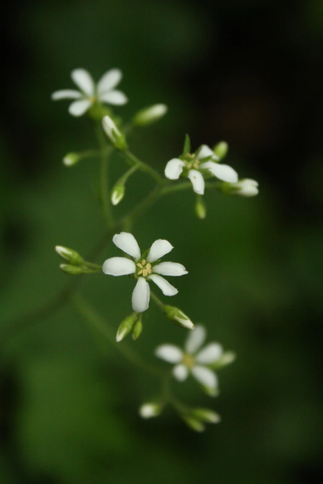  I believe this is Coast Boykinia (Boykinia elata - Saxifrage family). 