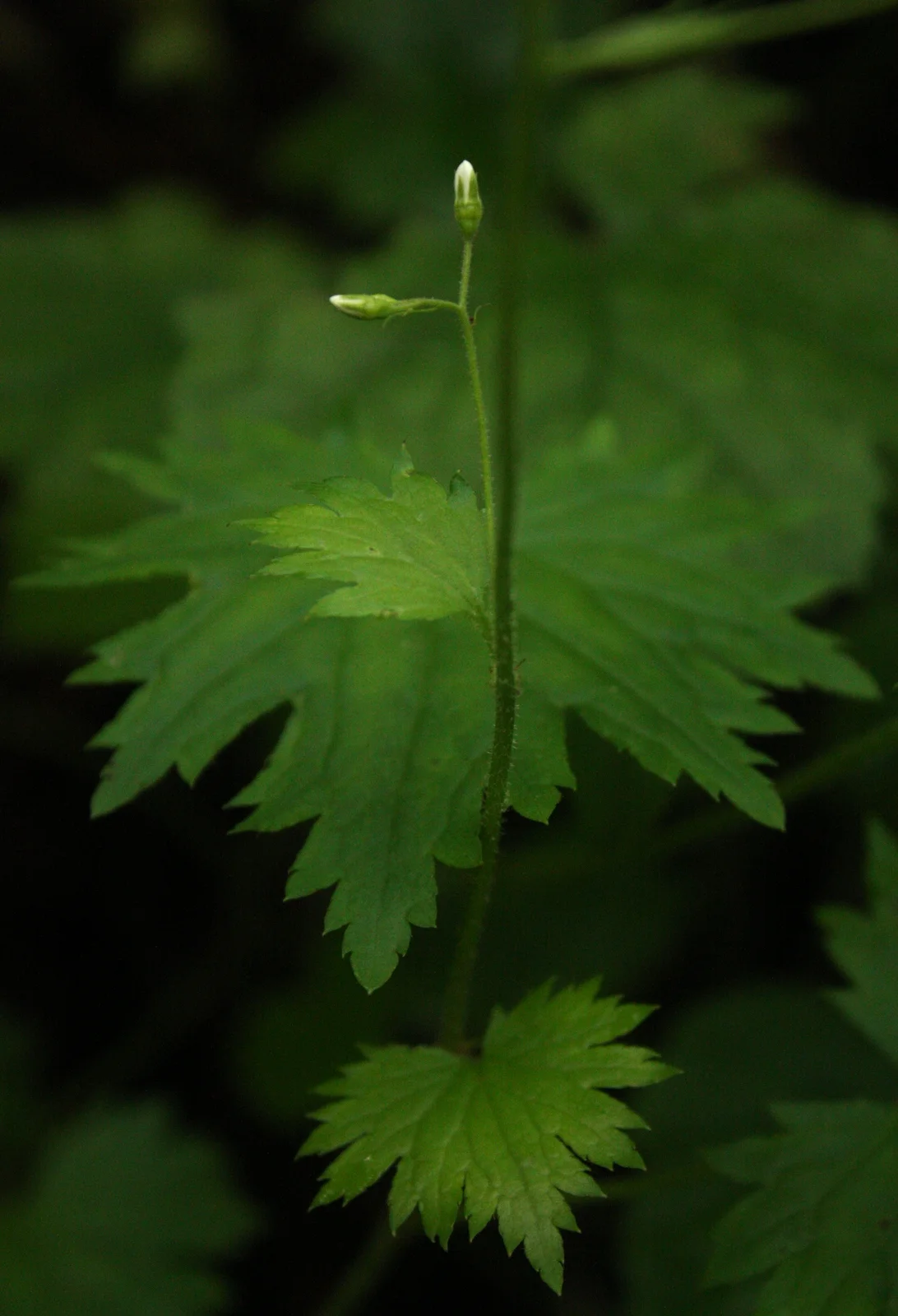  Coast Boykinia bud and leaves 