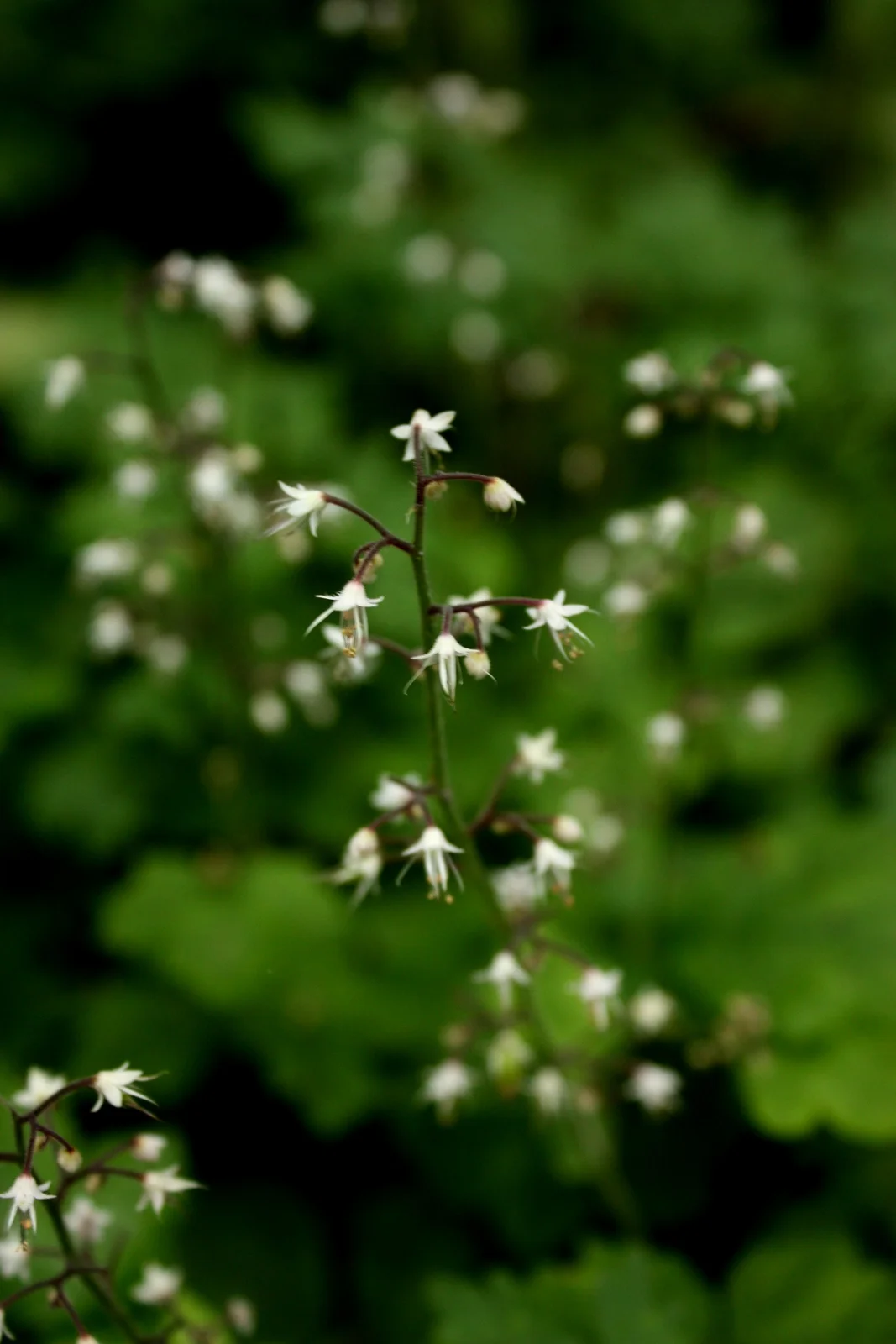 Foamflower (Tiarella trifoliata - Saxifrage family) 