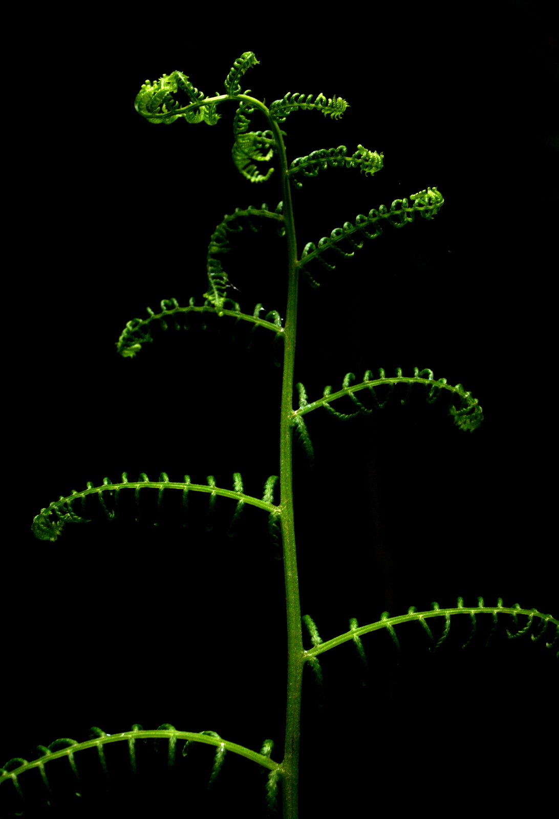 5b fern.JPG