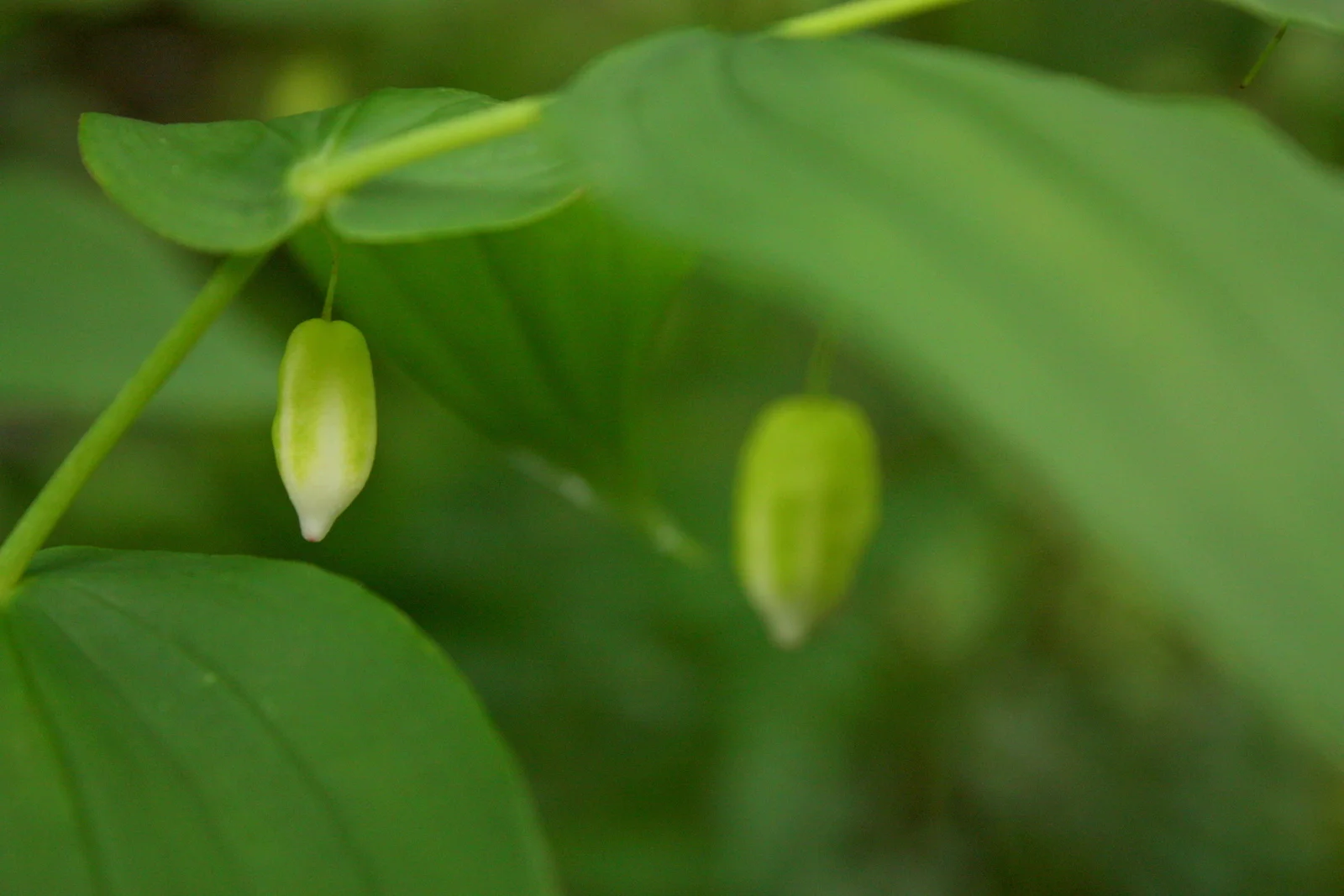  Unripe Twistedstalk berry (Streptopus genus - Liliaceae family). This could be a rosy or a clasping twistedstalk plant. Pictures online don't really help me understand how clasped the clasping leaves need to be. The clasping twistedstalk berries wer