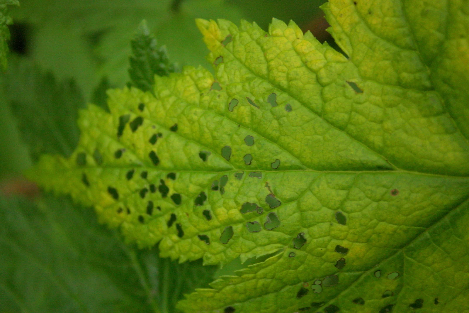 6b Leaf.JPG