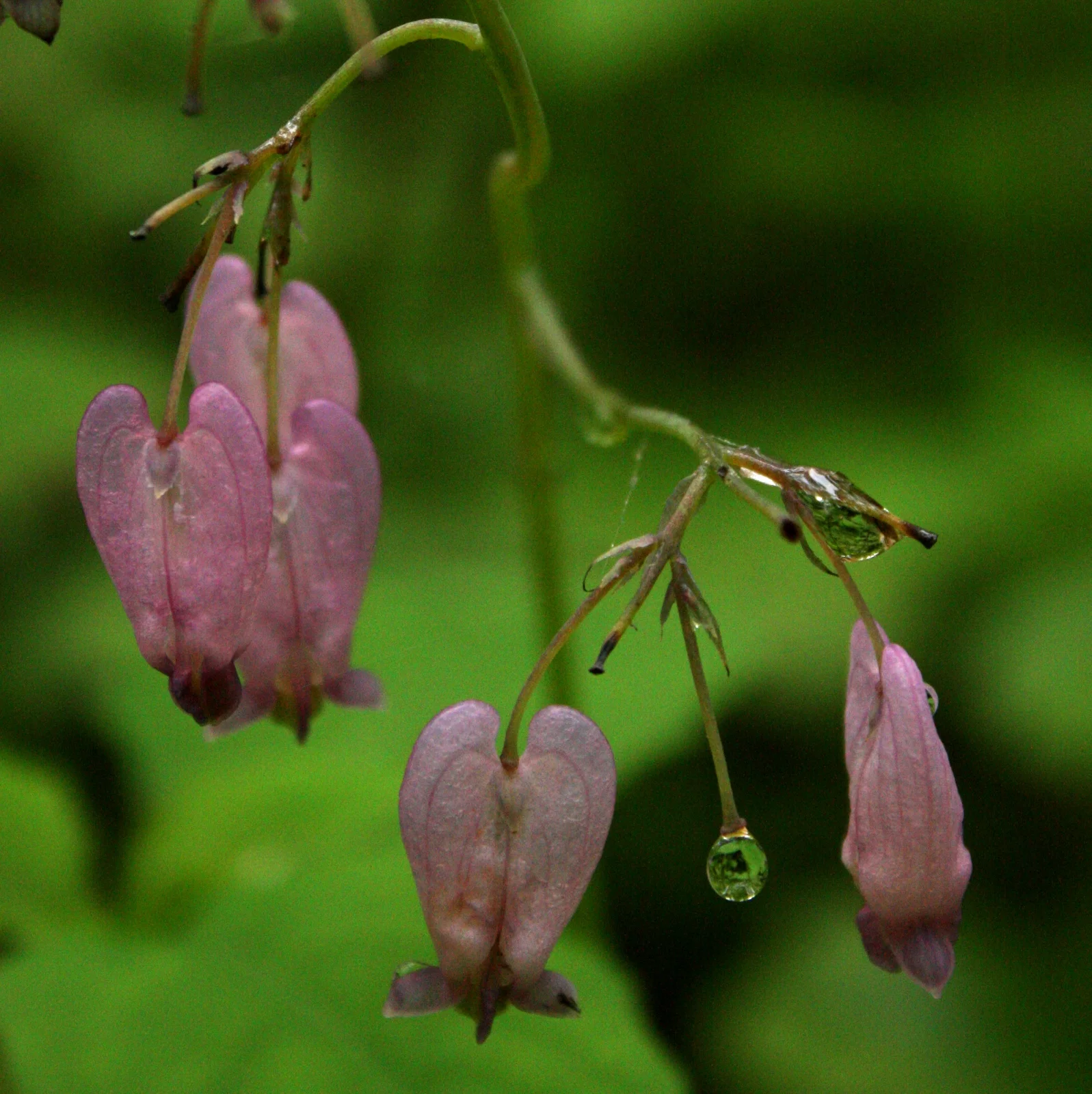  Pacific bleeding-heart (Dicentra formosa - Fumariaceae family)  ------------------------------  For more outdoor slideshows, click&nbsp; here .  For more Seattle slideshows, click&nbsp; here .  For more flora slideshows, click&nbsp; here .  For more
