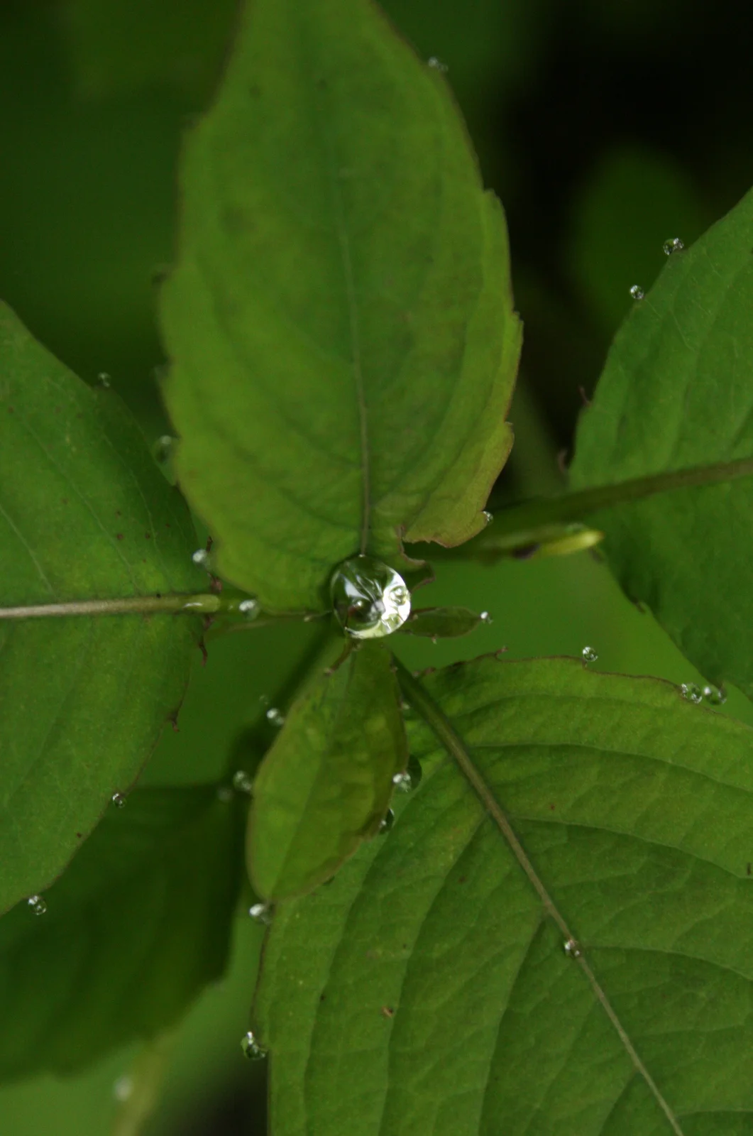 droplets.JPG