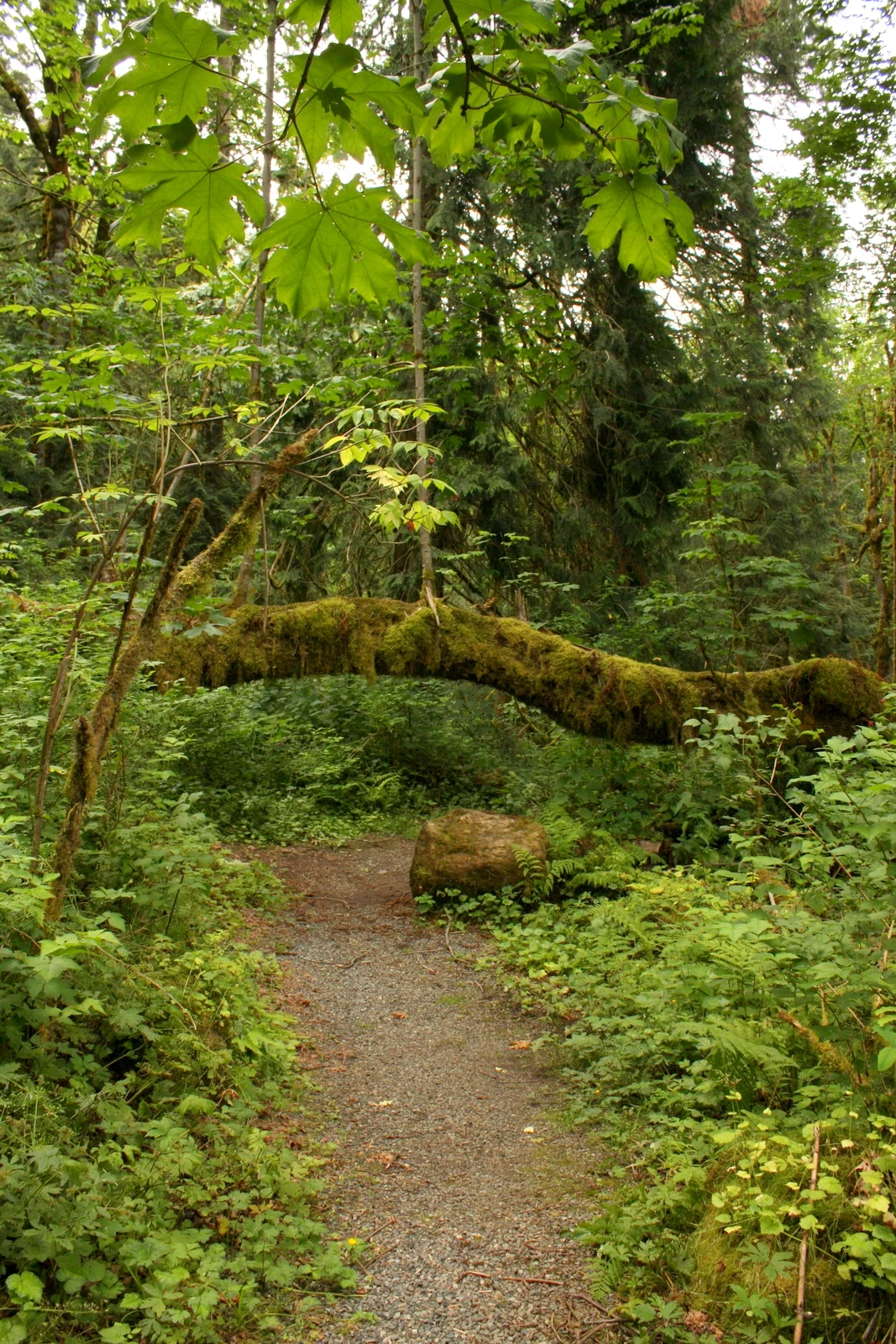  One of the accessible trails. 