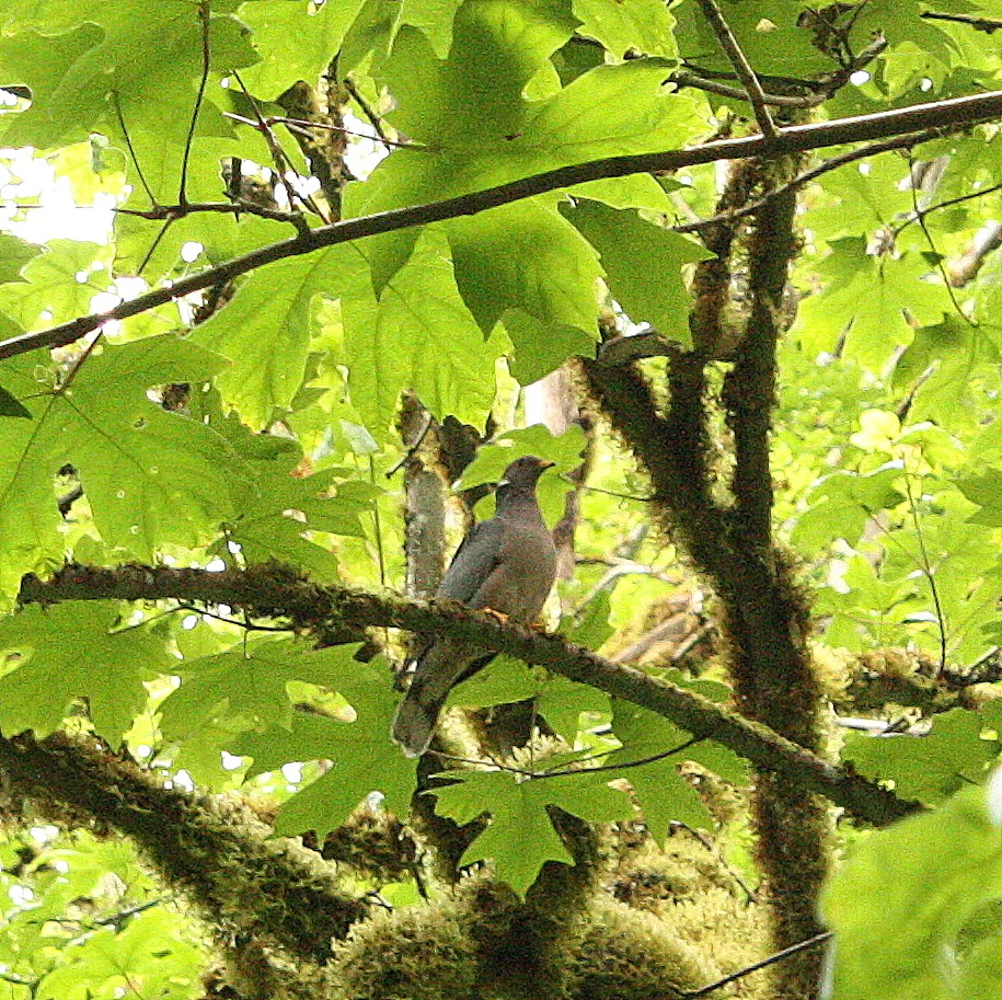  Band-tailed pigeon (Columba fasciata) 