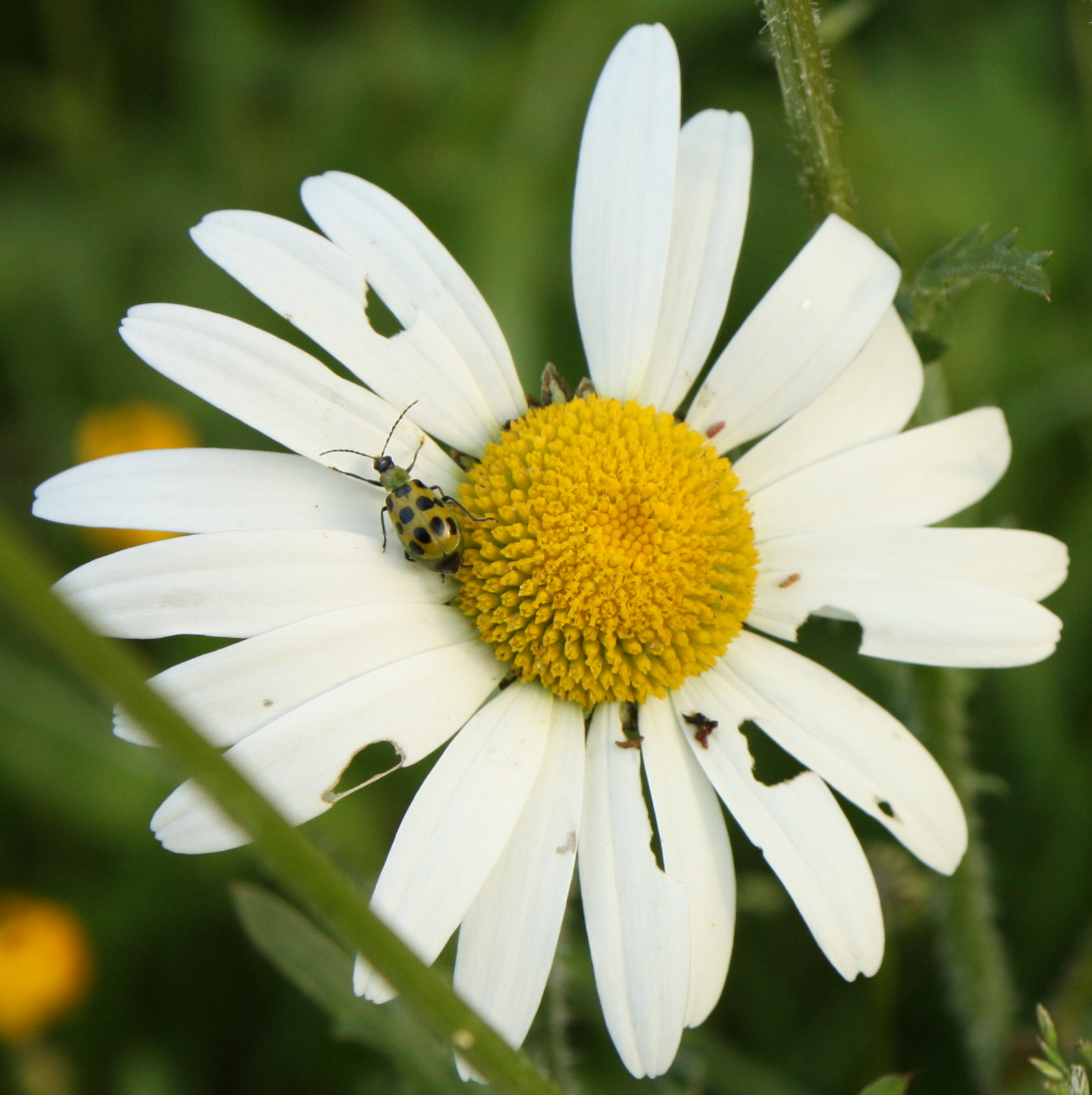 Spotted Cucumber Beetle. Although it looks like a ladybug, this is actually NOT a beneficial insect. 