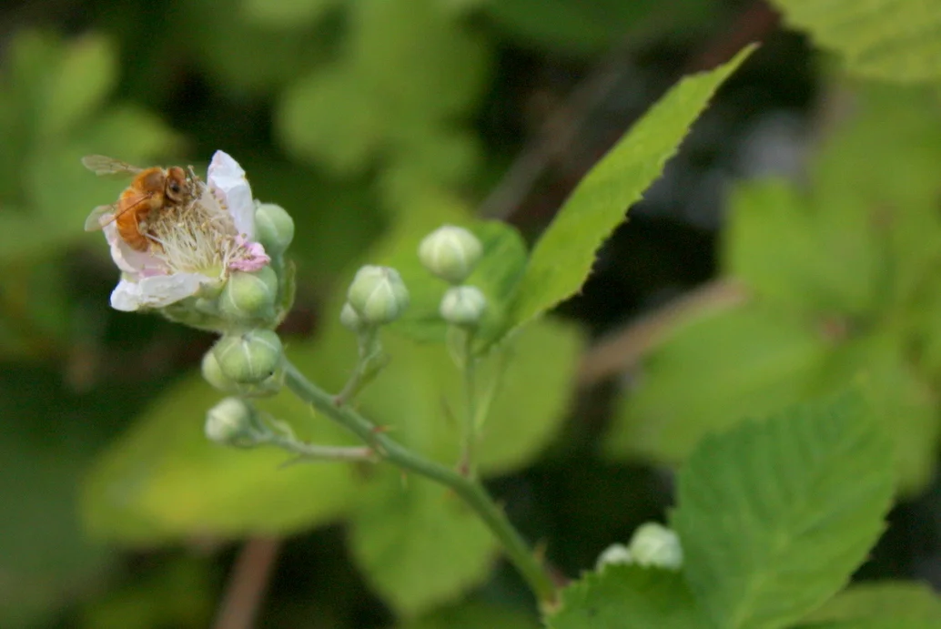  At recent native plant walk, the leader noted that although native plant likers hate Himalayan blackberries, without them we might not have honey bees in this part of the world. 