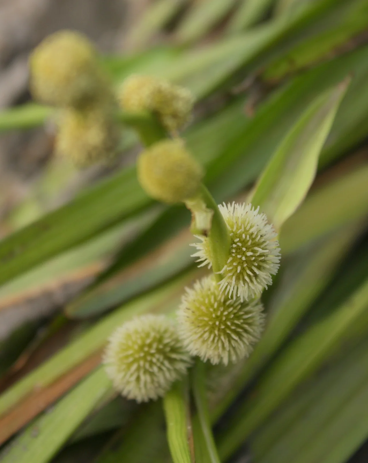  I think this is Narrow-Leaved Bur-Reed (Sparganium angustifolium). 