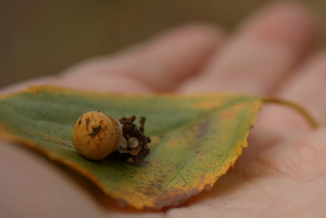  Close-up of the bird's nest. As you can probably guess from the number of bird's nest featured in this album, they are my favorite. I just like mini versions of anything. 