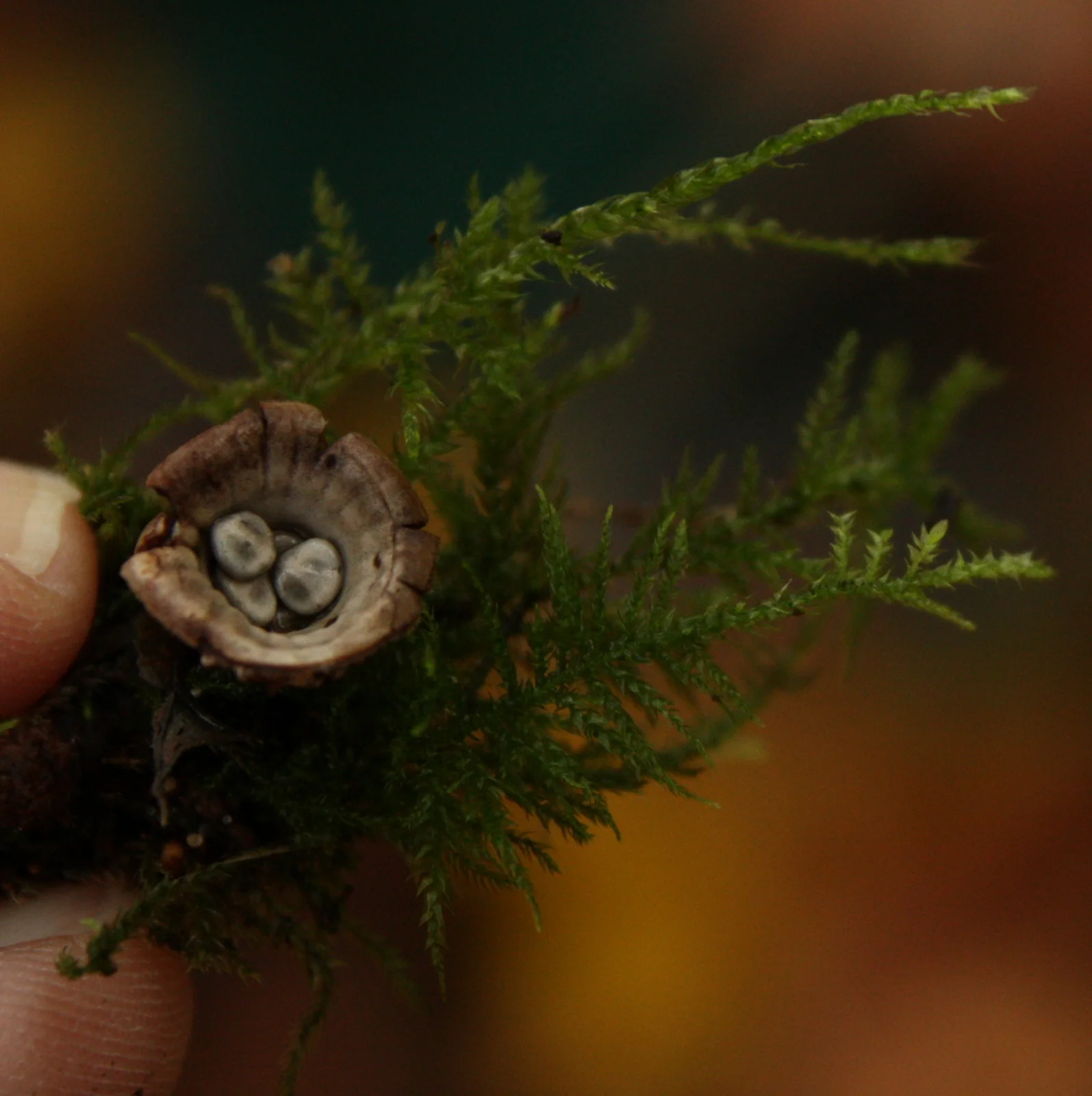  Bird's nest fungi. So named because, well, for how it looks. The "eggs" are little spore packets. When a drop of water falls into the "nest," it knocks out the packet, helping spread the spores. 