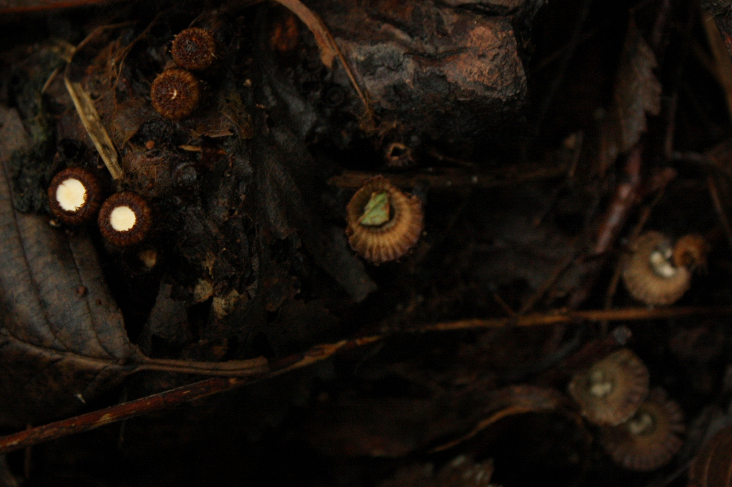  Bird's nest fungi in various stages of development 