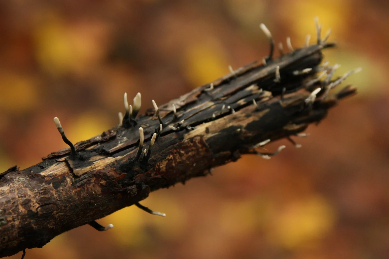  Candlestick fungus (Xylaria hypoxylon). Per Wikipedia: "the candlesnuff fungus, carbon antlers, or the stag's horn fungus. The fruit bodies, characterized by erect, elongated black branches with whitened tips, typically grow in clusters on decaying 