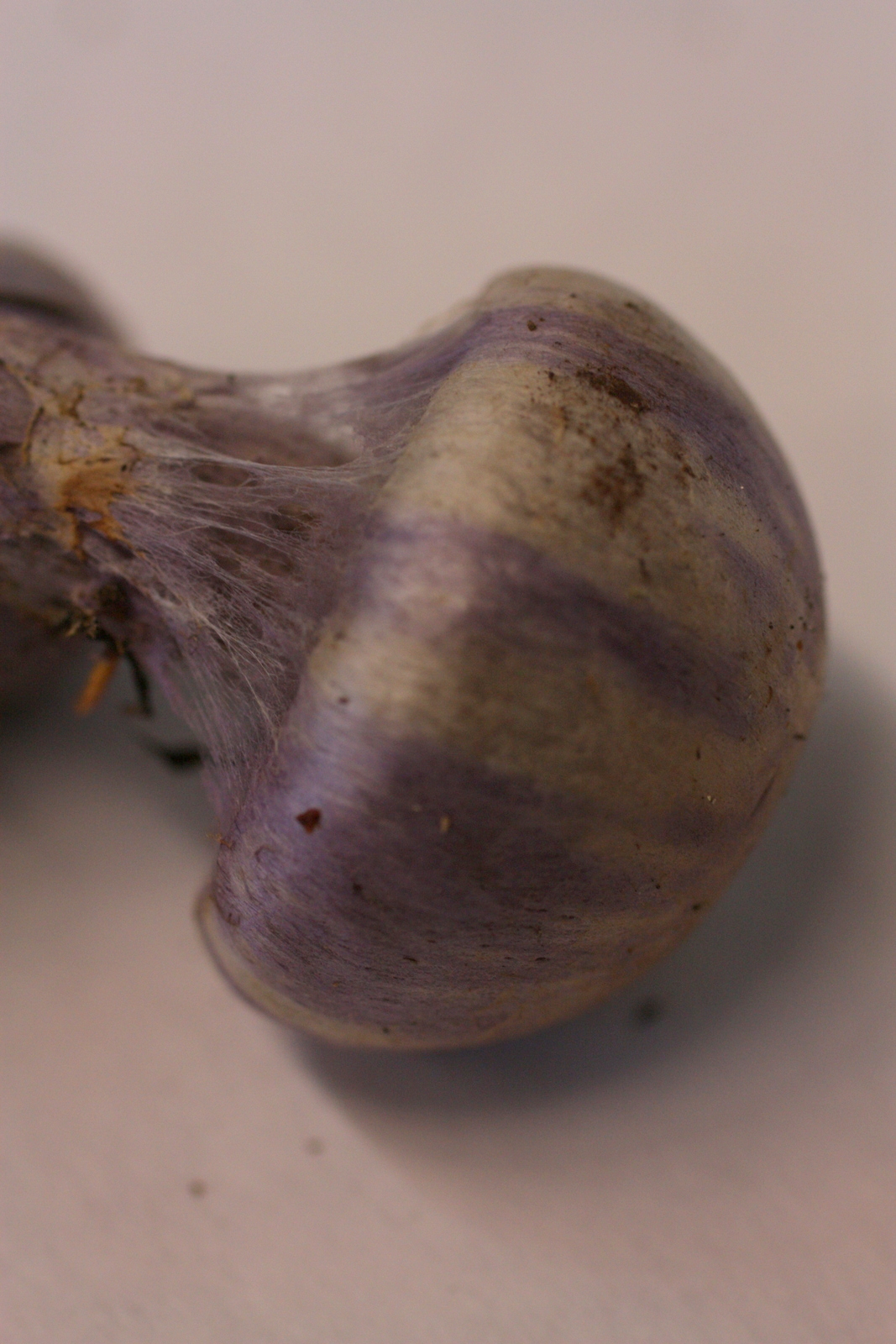  Cortinarius traganus. I think this might be my new favorite because a) its common name is "gassy webcap" and b) Wikipedia says it "smells very strongly and unpleasantly of goats." Where most mushrooms have a shredded, breaking veil, this one has vei