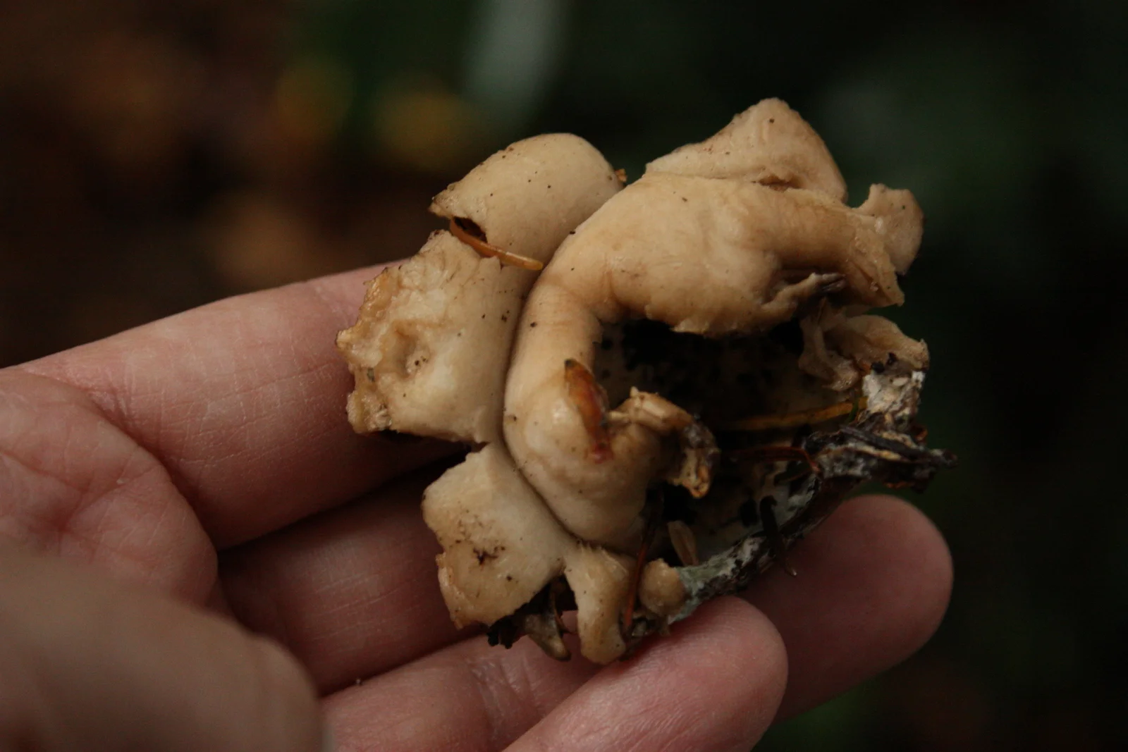  Blown-up earth star mushroom. It was surprisingly hard, like a hard cookie. (For an intact earth star, see this photo from a 2009 mushroom walk in Bridle Trails State Park: http://www.flickr.com/photos/lacatholique/4063594860/in/set-7215762258250812