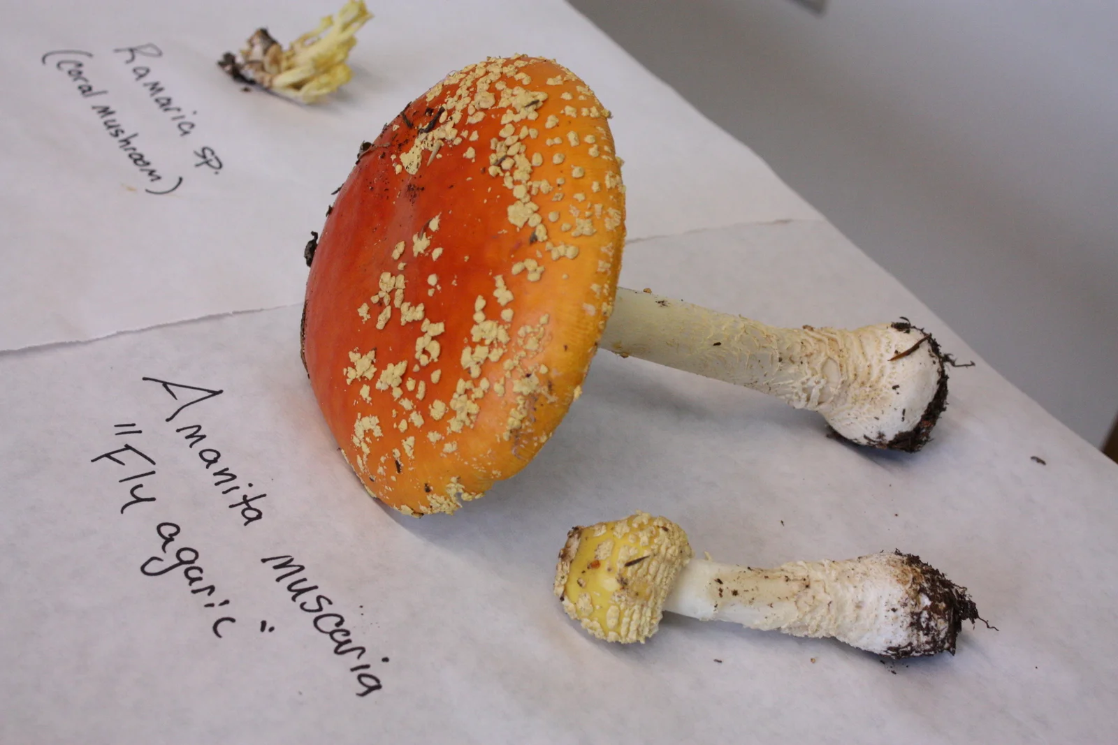  Fly agaric (Amanita muscaria). Poisonous (well, I'm considering it poisonous; some people eat it and they are welcome to my share) and hallucinogenic. Apparently an element of the hallucinations is distortions in size perceptions, which is why it's 