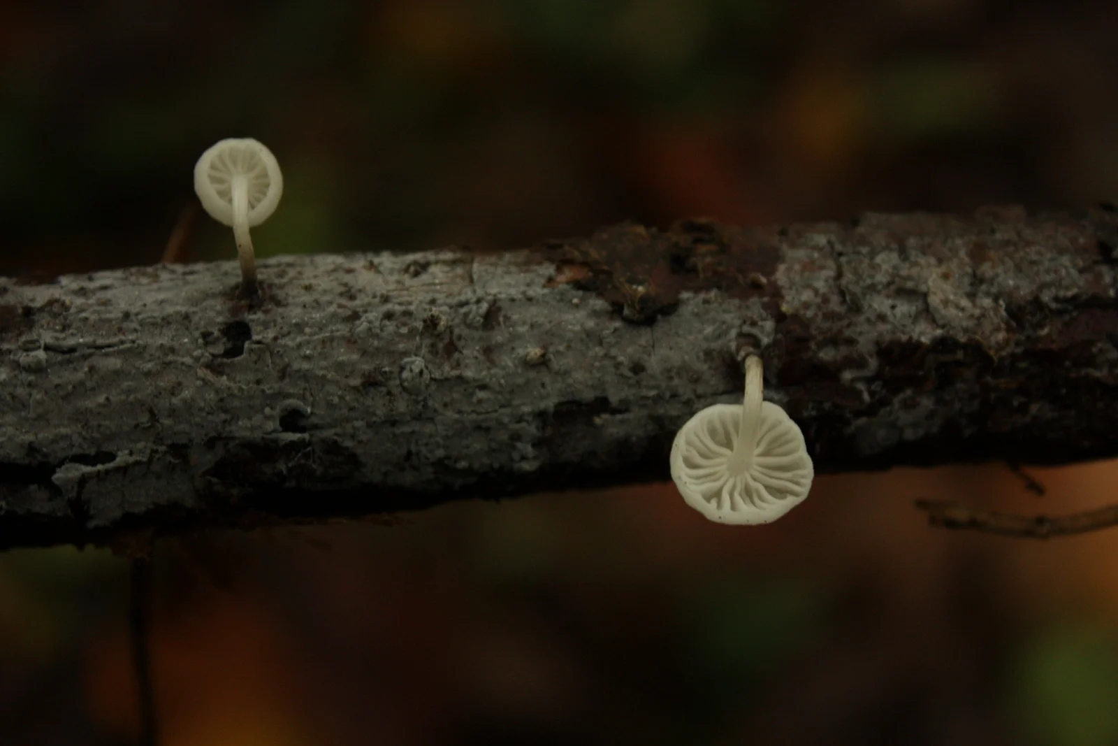  Marasmiellus candidus 