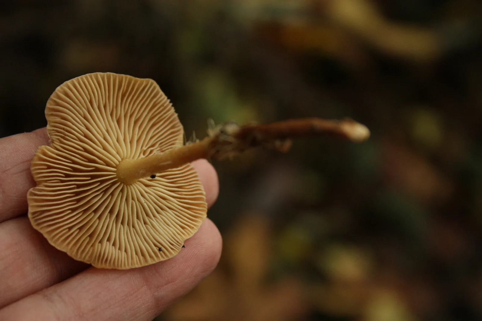  "Little brown mushroom" I believe Denise said this was in the Gymnopilus genus. 
