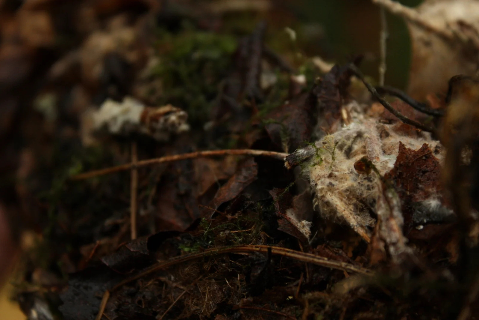  Mushrooms are called the "fruits of the fall" because, of course, they are the fruiting/reproductive body associated with the mycelia from which they grow. Here, the white fluffy mycelial mat is partially visible. It's the mycelium that absorbs nutr