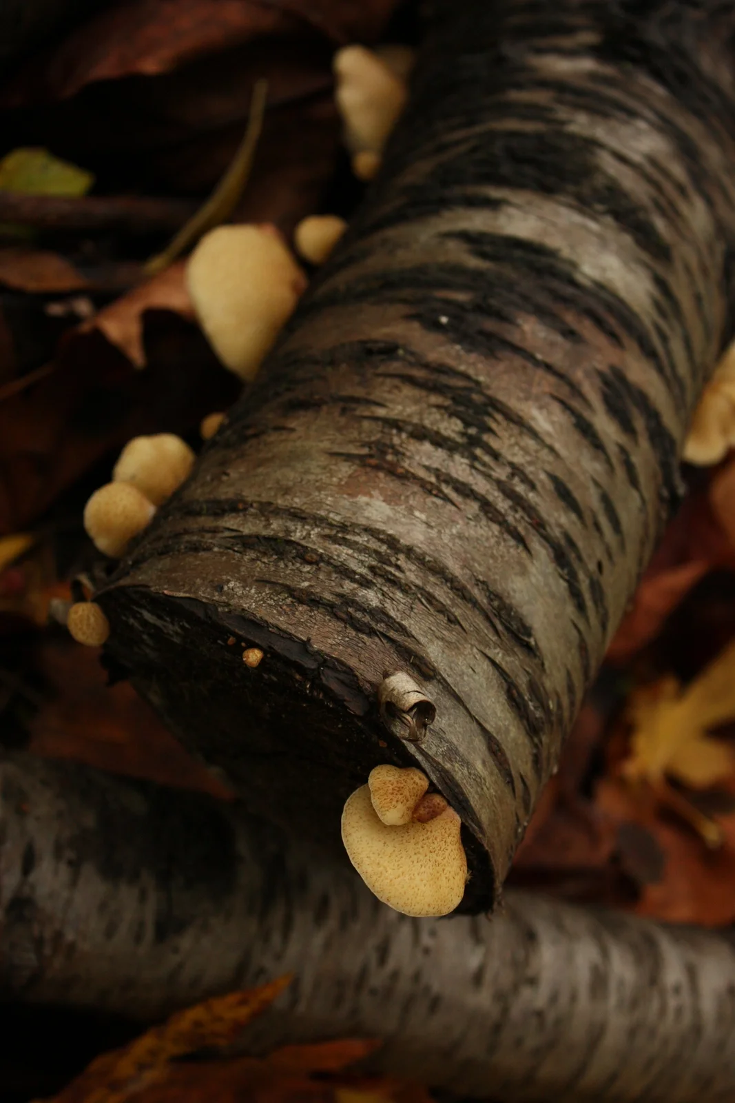  Oyster mushrooms. 