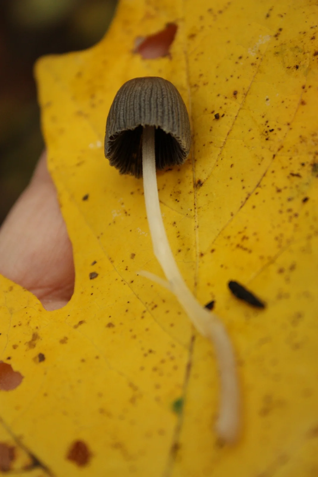  We weren't sure what this one was...possibly a young inky cap. 